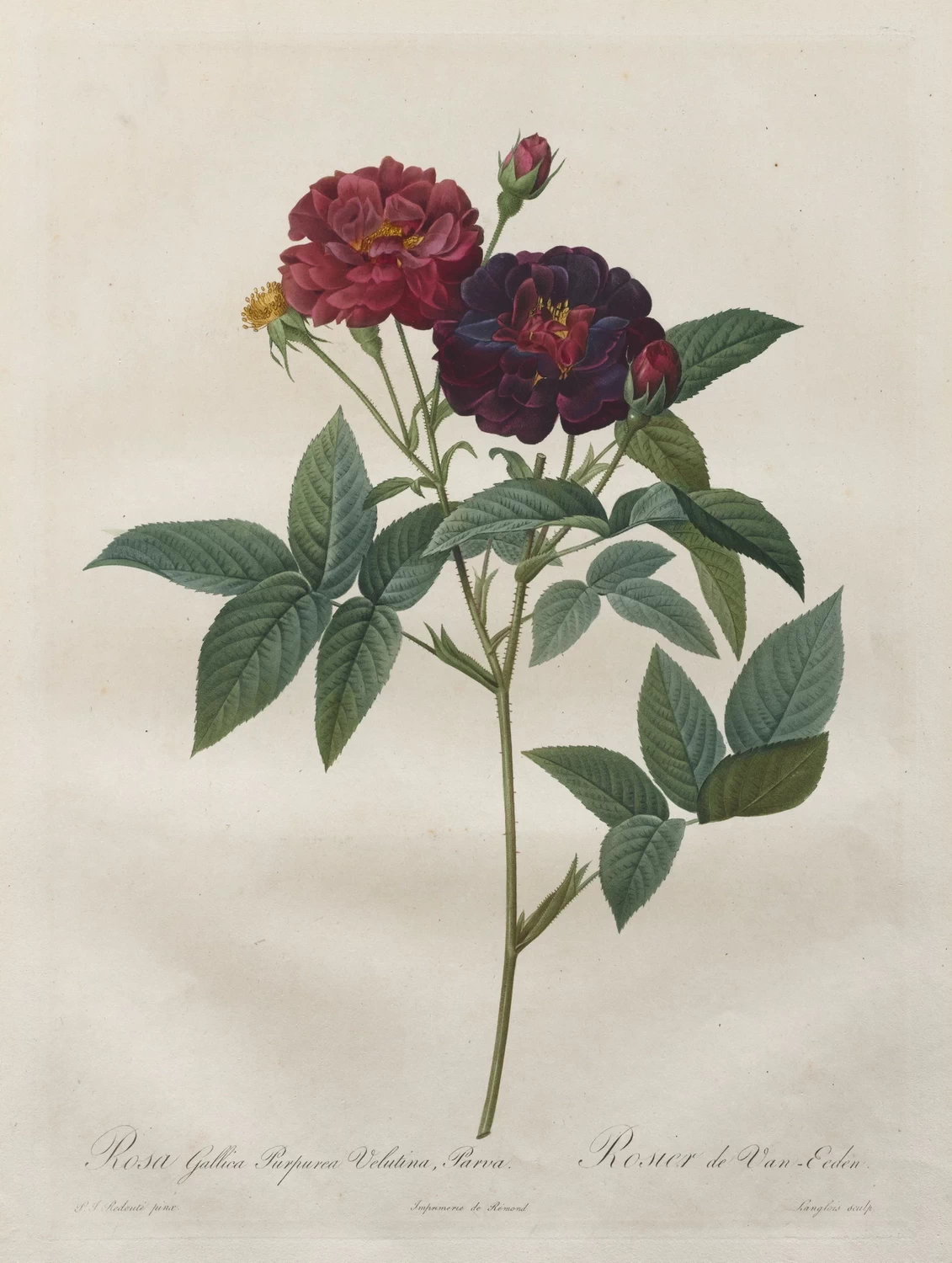 Rosa Gallica Purpurea Velutina Parva